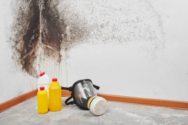 Best Attic Mold Remediation in Jackson, LA
