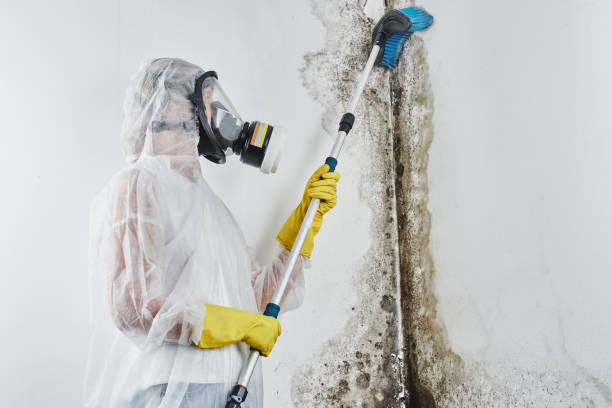 Best Mold Testing and Inspection Services in Jackson, LA