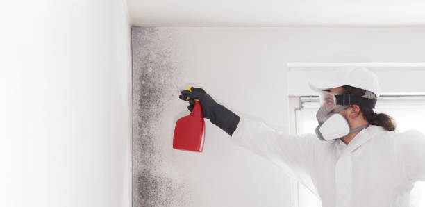 Trusted Jackson, LA Mold Remediation Experts